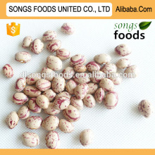 Wholesale light speckled sugar beans